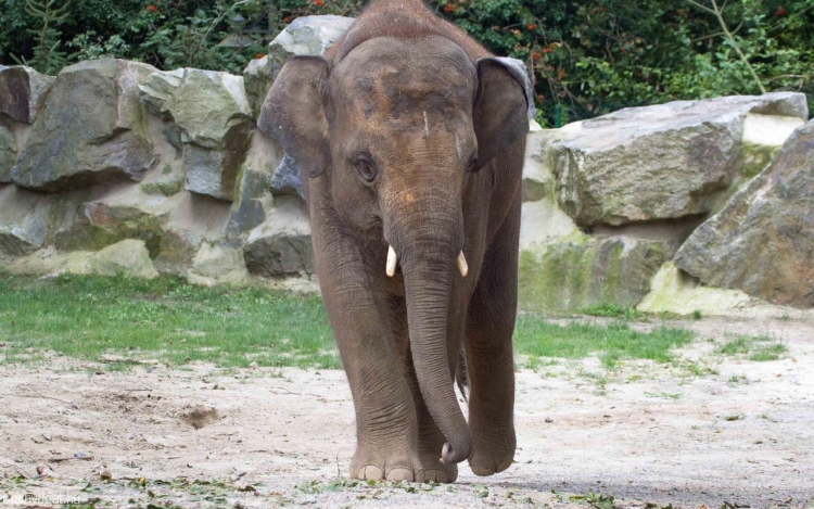Átadták az elefánt parkot a veszprémi állatkertben