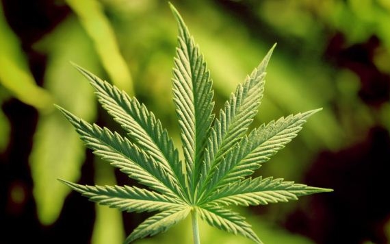 Kannabisz nőtt egy walesi önkormányzat virágládáiban