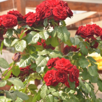 Rózsák Hétvégéje - Oázis Kertészeti Áruház