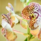 Orchideák éjszakája az Oázis kertészetben