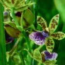 Orchideák éjszakája az Oázis kertészetben