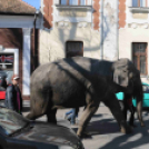 Elefánt a Rákóczi úton