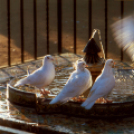 Jójárt György kiállítása a Gimiben