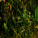 Karanténséta a Gerje parton