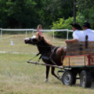 Laska fesztivál - szombat délelőtt
