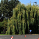 Kétkeréken Cegléden 