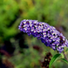 Csemőben is járt a nemzetközi zsűri