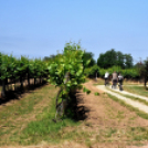 XIII. Nyitott Pince Nap