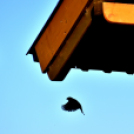 Éhmann Ferenc Horgászverseny