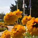 A növénynemesítő nyomában