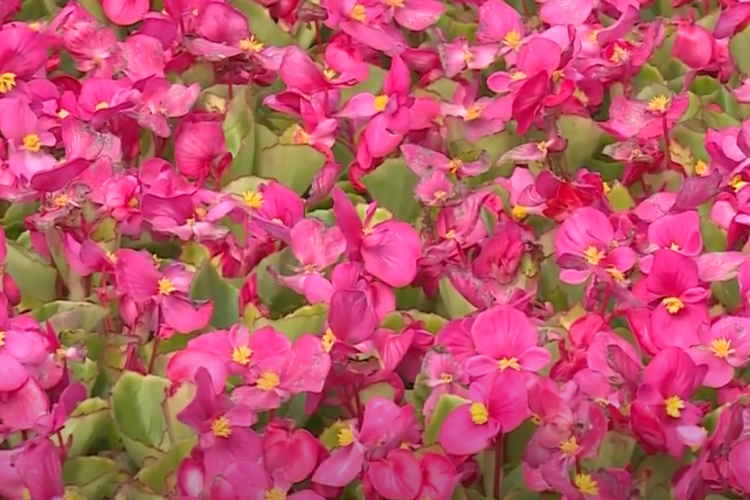 Virágtenger a fólia alatt