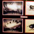 Füle Mihály grafikus, festőművész kiállítása