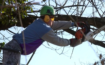 Lakossági tájékoztatás tavaszi fasori munkálatokról