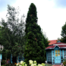 Kovács Zoltánra emlékeztek Csemőben