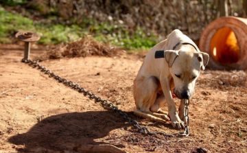 Borzalmas körülmények között tartottak kutyákat egy ceglédi tanyán