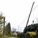 Megérkezett a város karácsonyfája