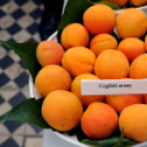 Kajszibarack tanácskozás a Gyümölcskutatóban