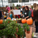 Családi tökfaragás az Oázis Kertészetben