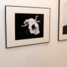 ARTpoétika - Sallai Jutka fotókiállítása