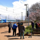 Két új magnóliafát ültettek