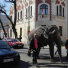 Elefánt a Rákóczi úton