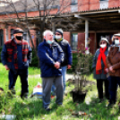 Két új magnóliafát ültettek