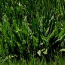 Karanténséta a Gerje parton