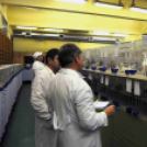 Ceglédi galamb mustra