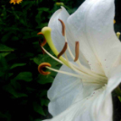 Telefonfotók - Ceglédi hangulatok