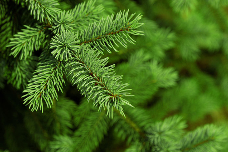 Keresik a város karácsonyfáját