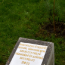 Czigle fűzfákat ültettek a Malom térre