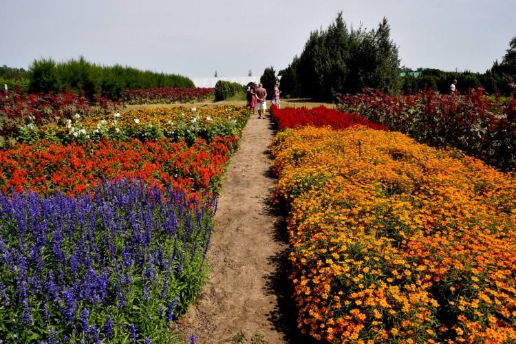 Együttműködésbe kezdett a csemői Marosi Faiskola és a Nemzeti Agrárkutatási és Innovációs Központ
