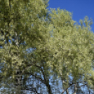 Virágvásár és főzőfesztivál Csemőben