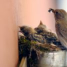 Egy halkonzervnyi gondoskodás