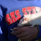 Állatok világnapja a Vörösmarty téren