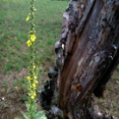 Telefonfotók - Ceglédi hangulatok