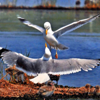 A Duna-Delta Szárazföldi- és Vízi Madárvilága