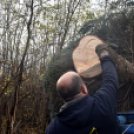 Megérkezett a város karácsonyfája