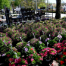 Virágvásár és főzőfesztivál Csemőben