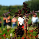 Színpompás bemutató