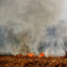 Száraz növényzet égett