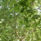 Díjak, előléptetések a Semmelweis napon