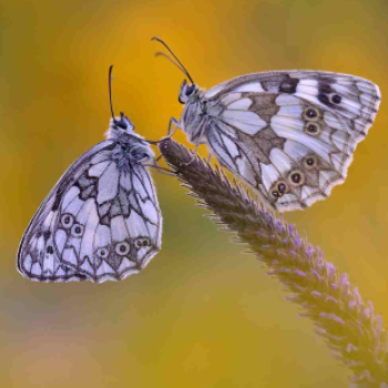 MAFOSZ kiállítás képei