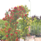 Rózsák Hétvégéje - Oázis Kertészeti Áruház