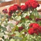 Rózsák Hétvégéje - Oázis Kertészeti Áruház