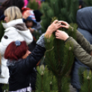 Karácsonyfa díszítő verseny