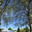 Virágvásár és főzőfesztivál Csemőben