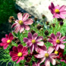 Kováts Zoltán Emlékülés Csemőben