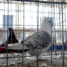 Galambkiállítás Cegléden