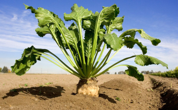 Cukorrépatolvajt fogtak